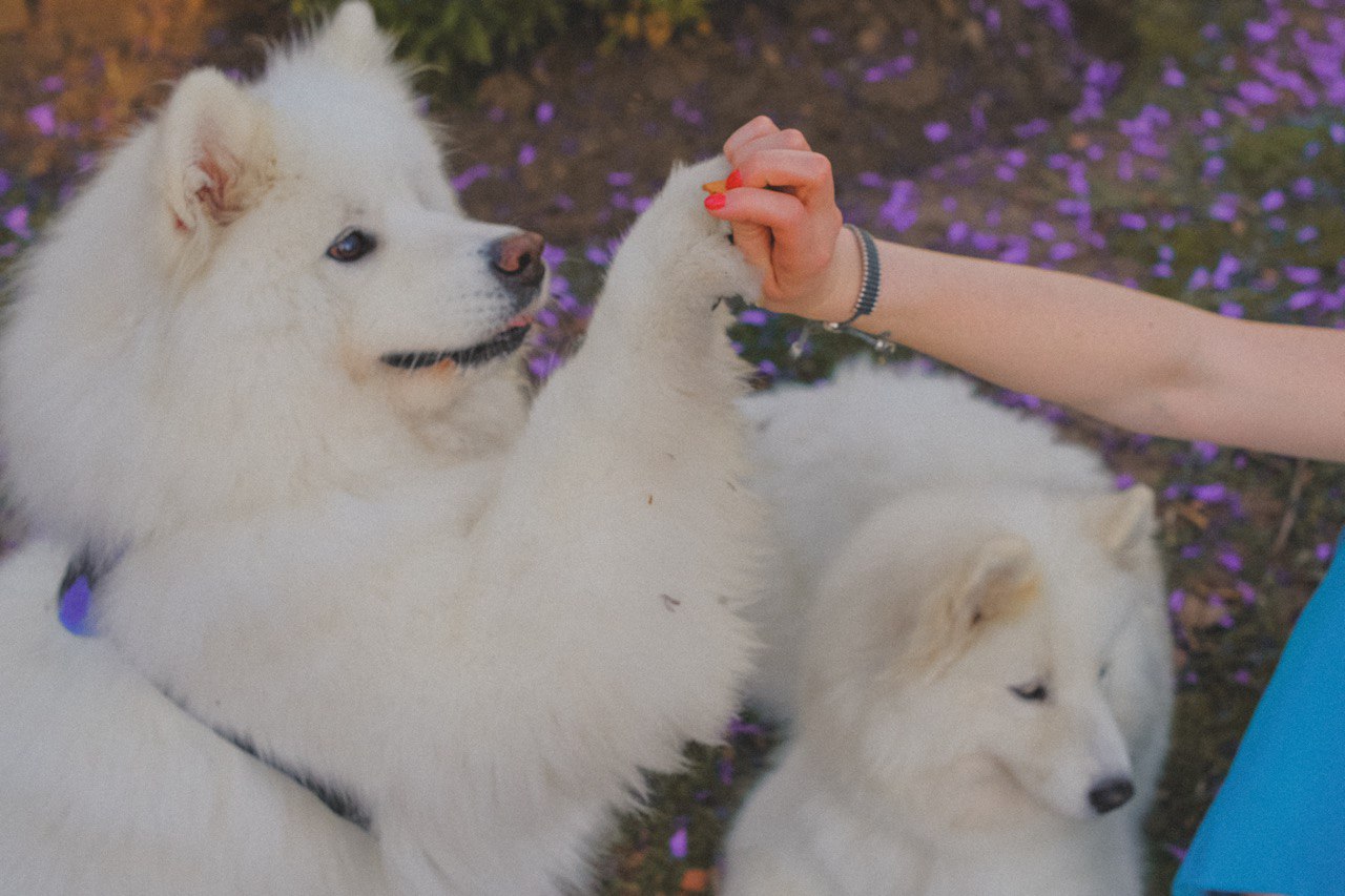 Обученная собака SAYGAV - выпускник программы Service Dog